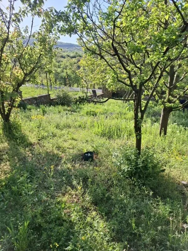Înainte de lucrare: Tuns iarbă și gazon în Miniș